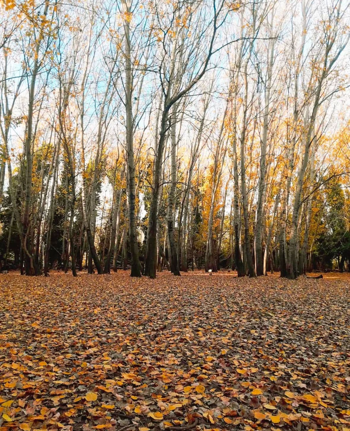 Caminata por el bosque